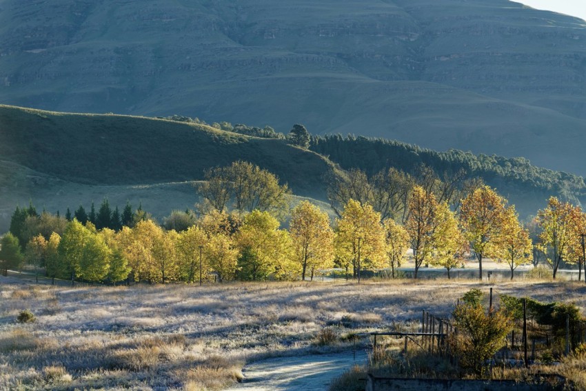 green and yellow trees near river during daytime