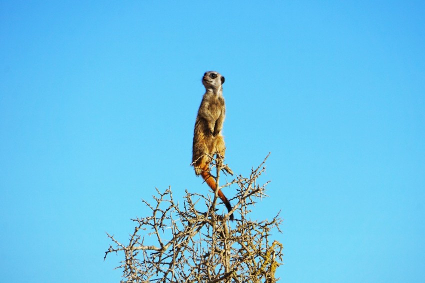 brown meerkat