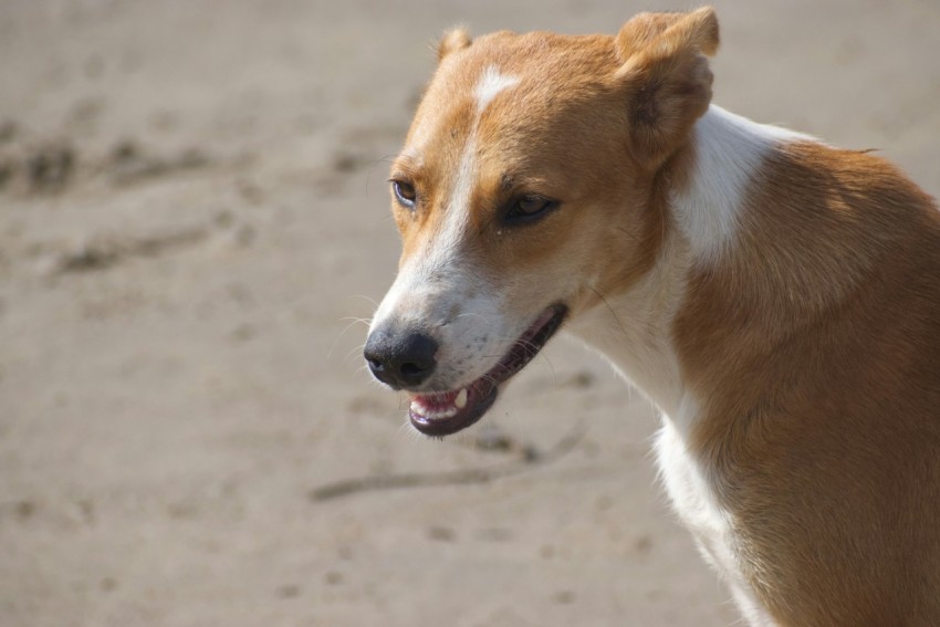 a brown and white dog standing on top of a sandy beach