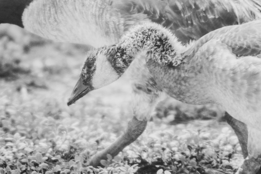 a couple of birds that are standing in the grass