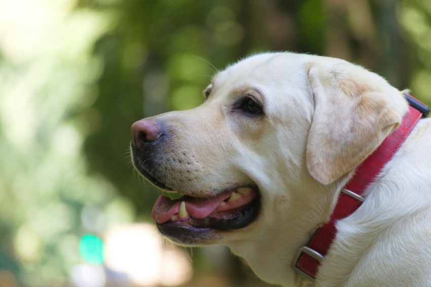 a close up of a dog wearing a red collar