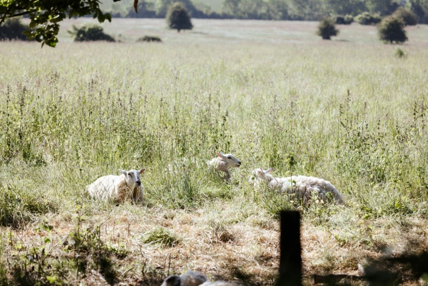 a herd of sheep standing on top of a grass covered field