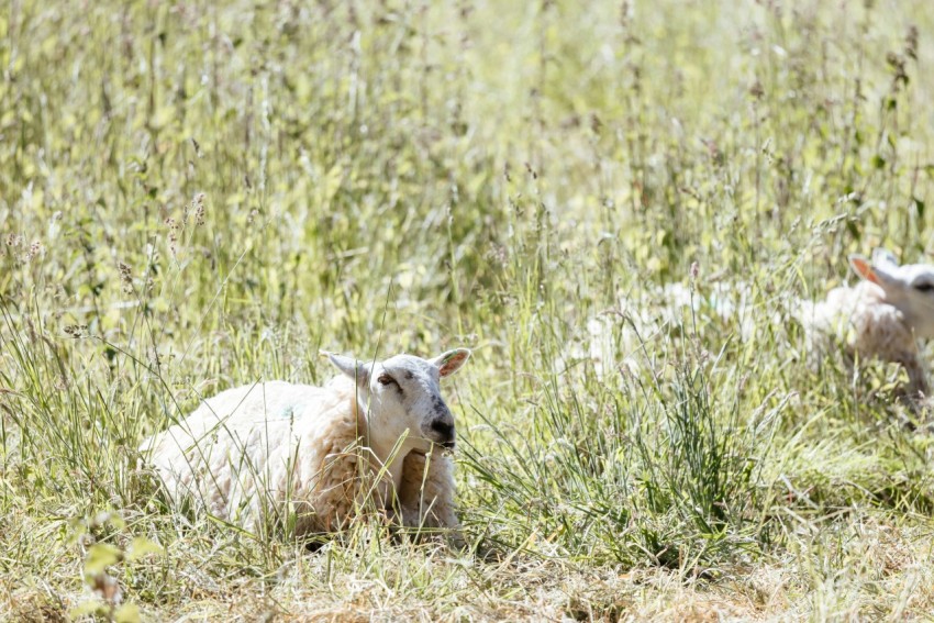 a couple of sheep standing on top of a grass covered field