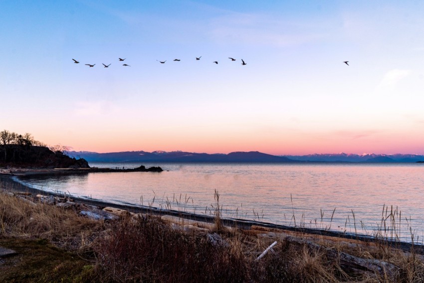 a flock of birds flying over a body of water