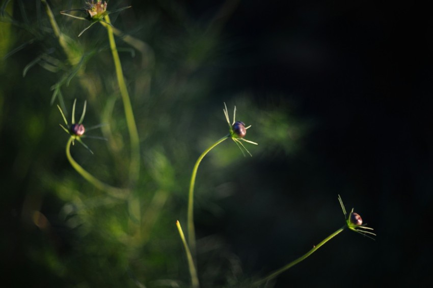 a close up of a plant with a blurry background xxLcFAsB