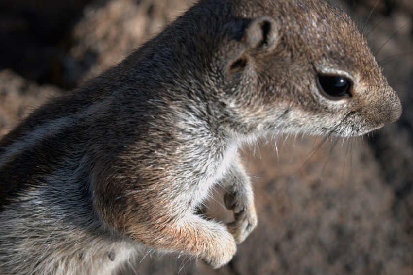 a close up of a squirrel on a rock