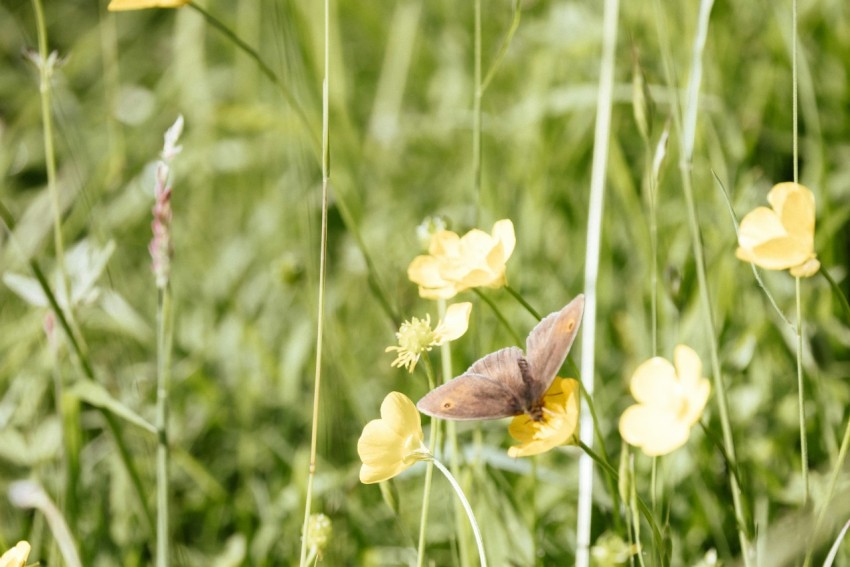 a small brown butterfly sitting on a yellow flower