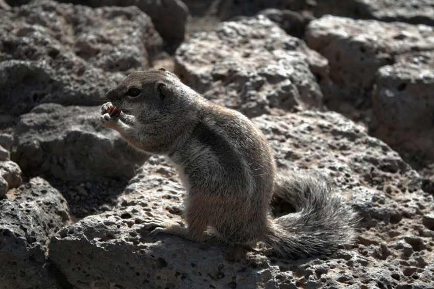 a small squirrel sitting on a rock eating something