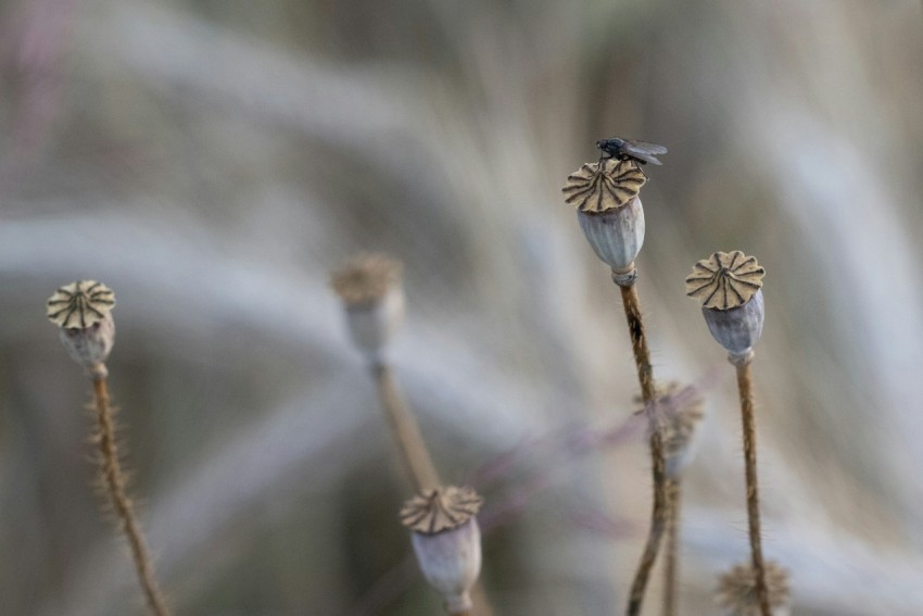 a blurry photo of a bunch of flowers