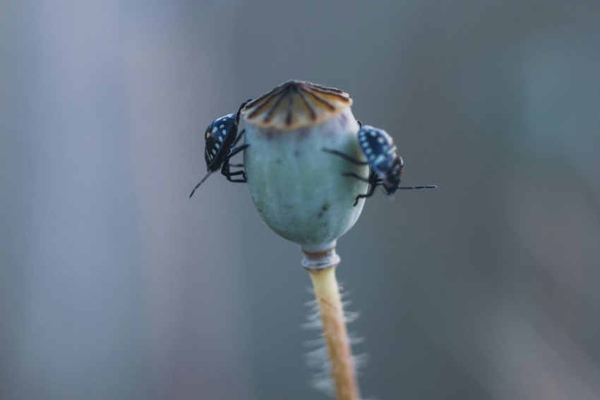 a couple of bugs sitting on top of a flower