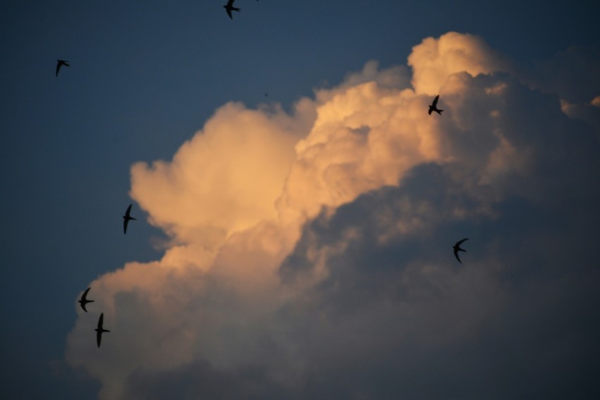 a flock of birds flying through a cloudy sky