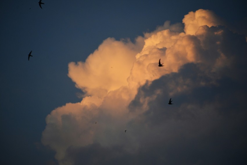 a group of birds flying through a cloudy sky