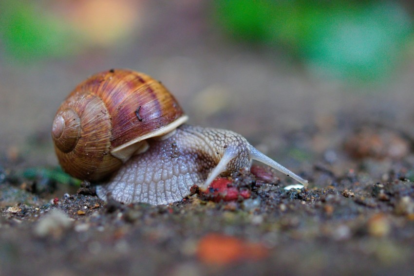 a snail crawling on the ground in the dirt