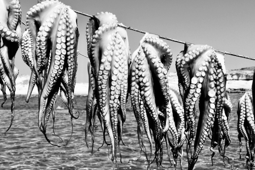 a black and white photo of an octopus hanging on a clothes line