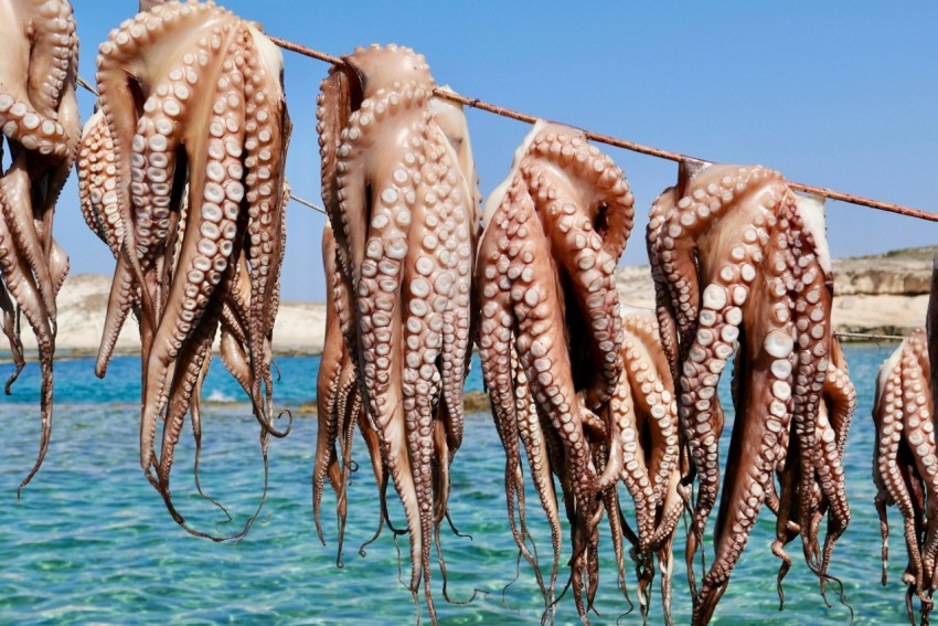 a bunch of octopus hanging from a rope