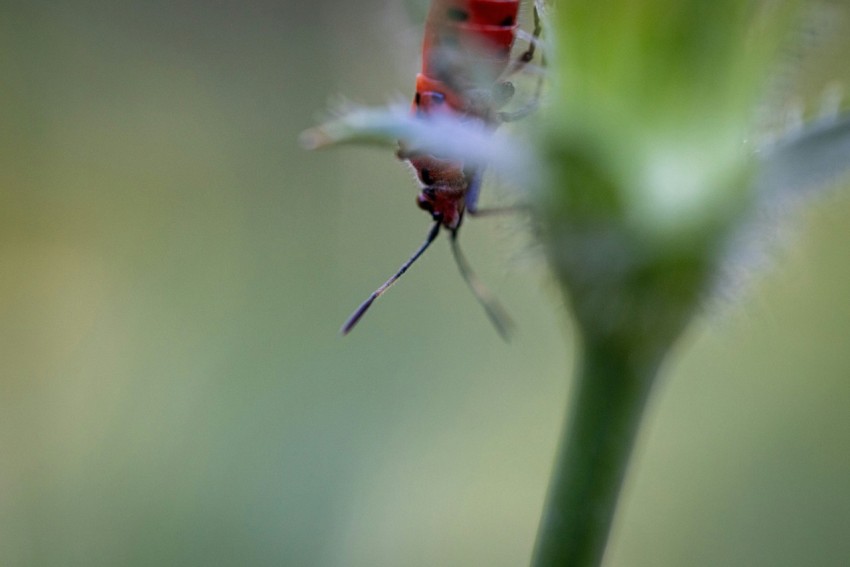 a close up of a flower with a blurry background