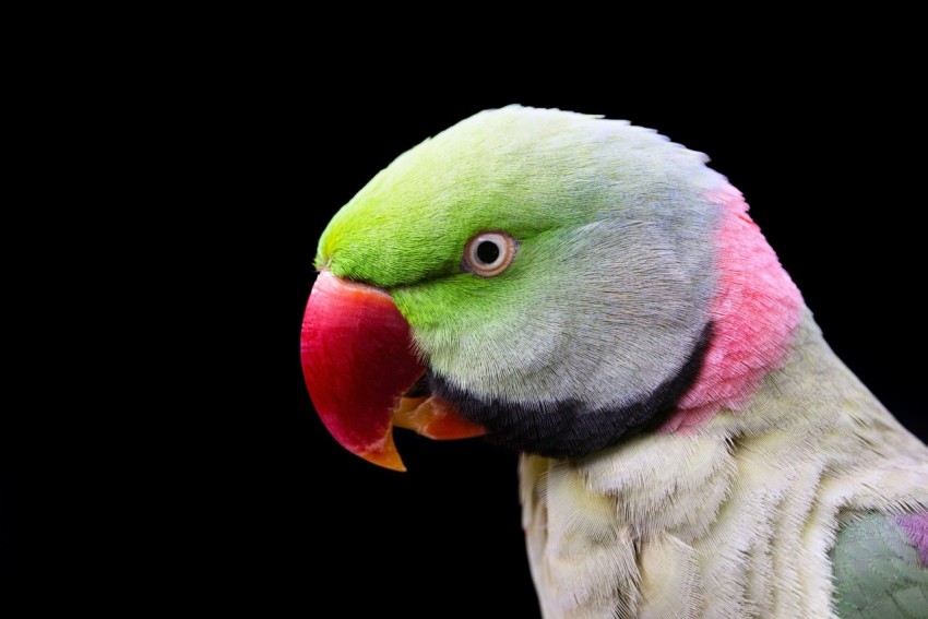 a colorful bird with a red beak and green wings