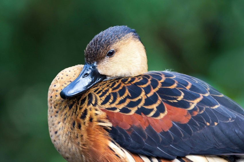 a colorful bird sitting on top of a tree branch