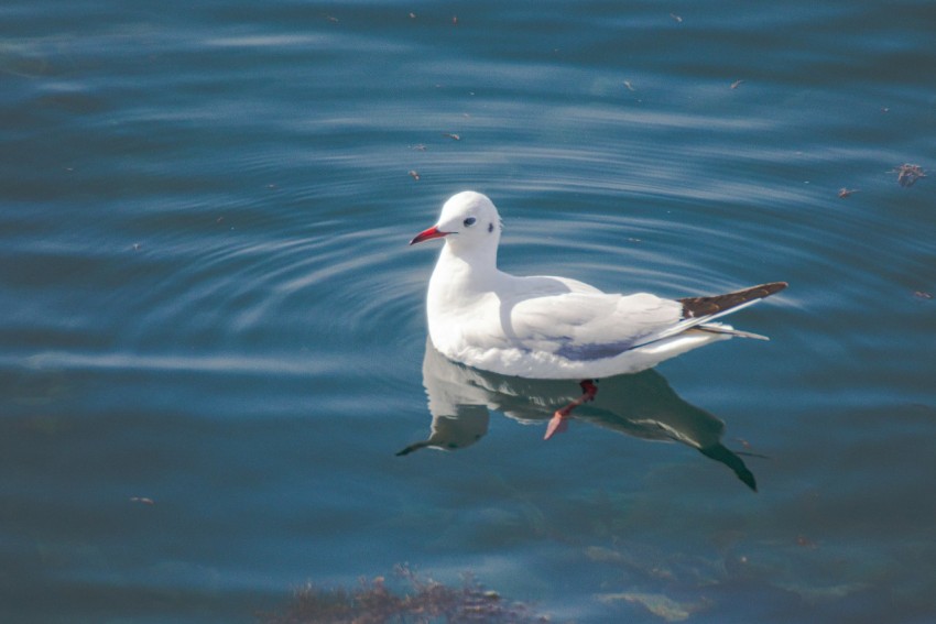 a seagull floating in the water with a red beak