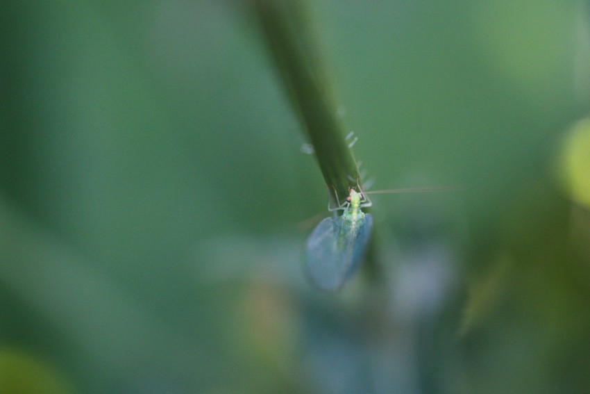 a close up of a flower with a blurry background NAwFrAe