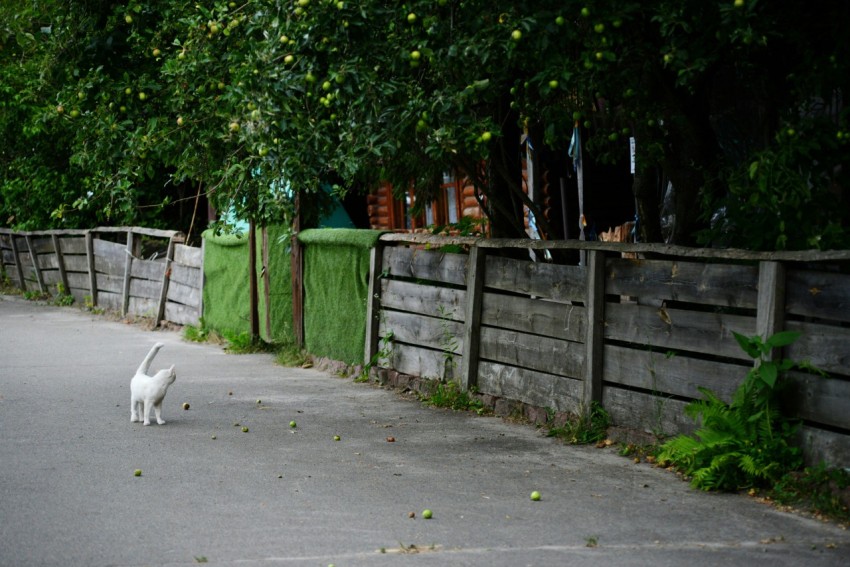 a white cat walking down a street next to a fence