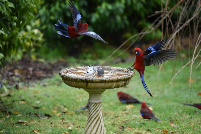 a flock of birds flying around a bird bath