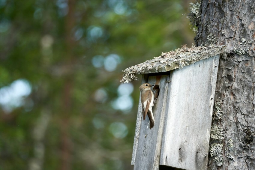 a bird house hanging from the side of a tree