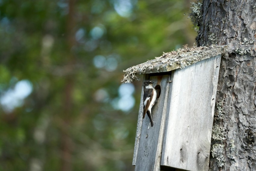 a bird house built into the side of a tree