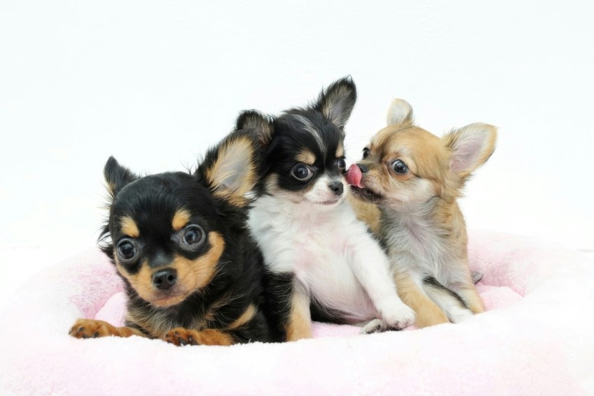 a group of small dogs sitting on top of a pink blanket