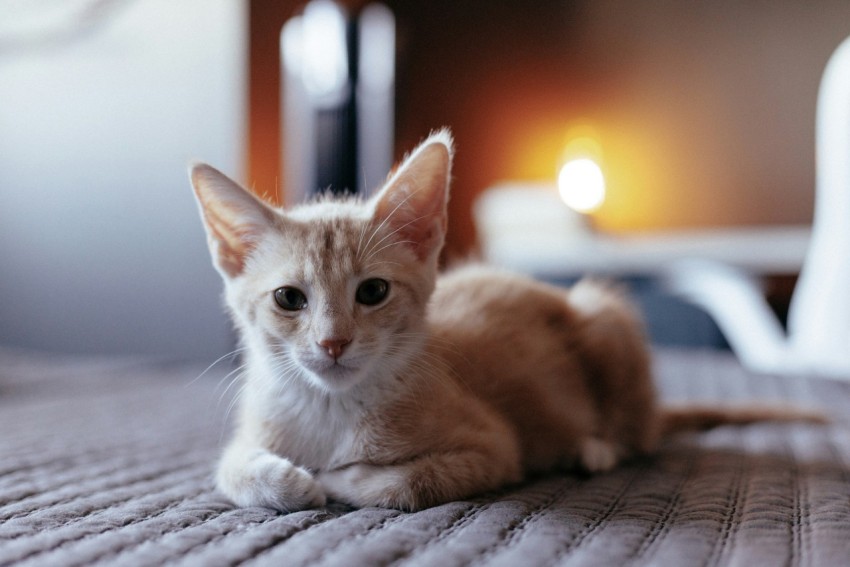 a cat laying on top of a bed next to a lamp