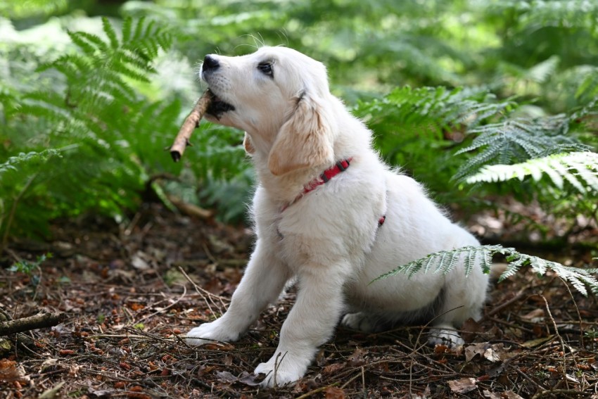 a puppy sitting in the woods with a stick in its mouth