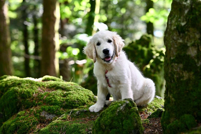 a white dog sitting on top of a moss covered forest