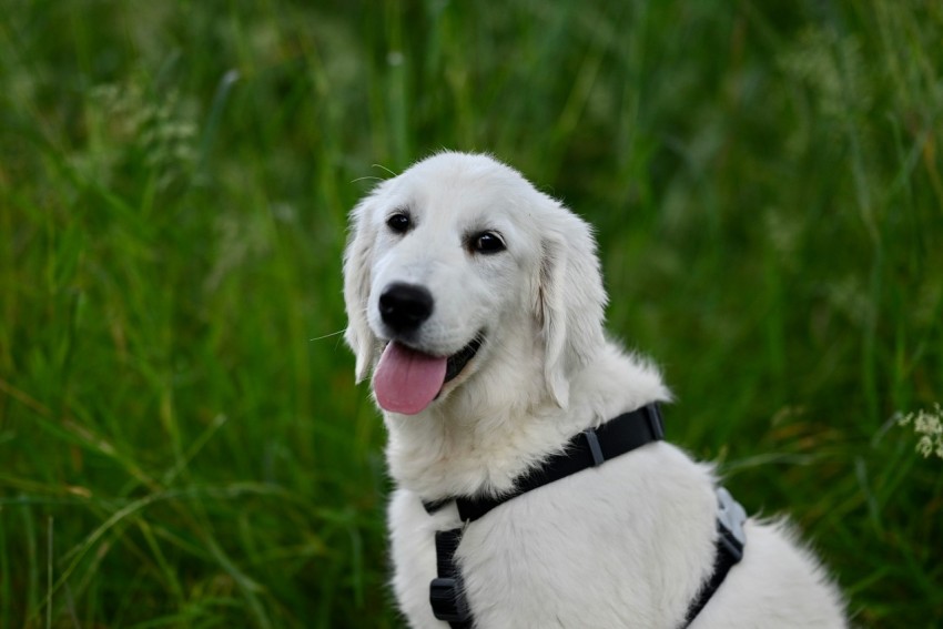 a white dog sitting in the grass with its tongue out