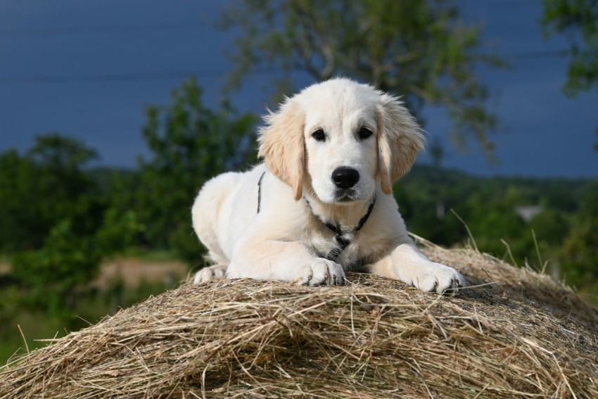 a puppy laying on top of a pile of hay