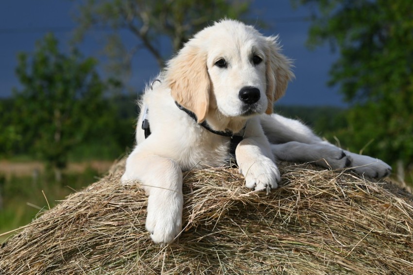 a white dog laying on top of a pile of hay