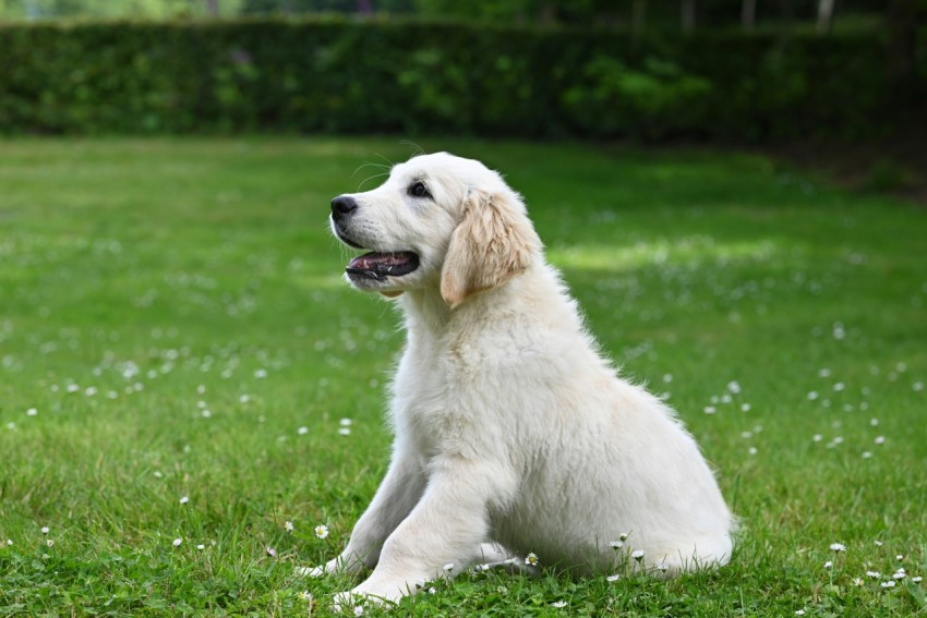 a white dog is sitting in the grass