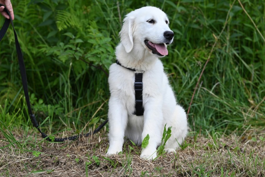 a white dog sitting on top of a grass covered field