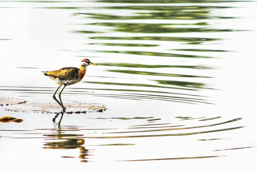 a bird standing in a body of water