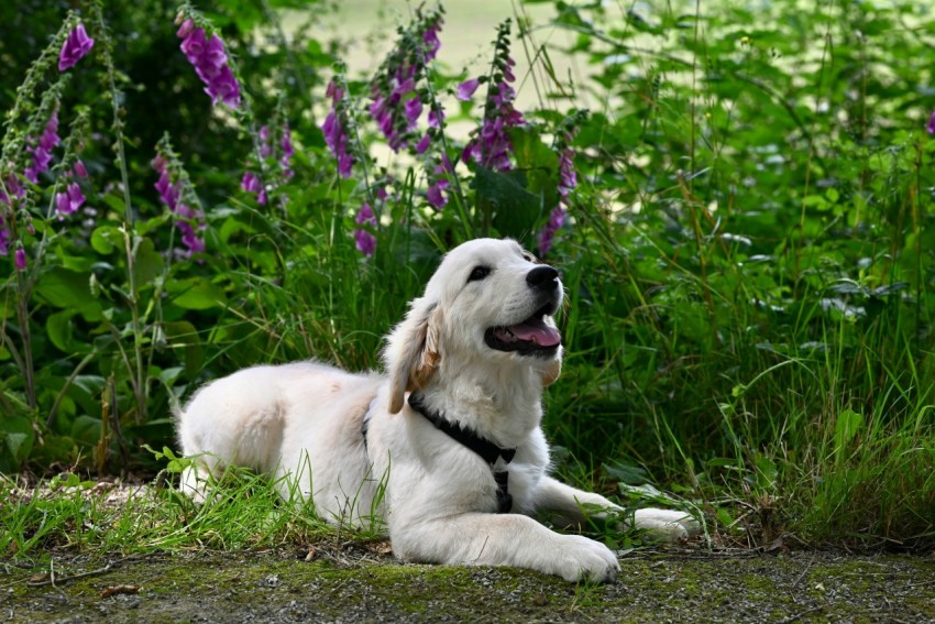 a large white dog laying in the grass ZY2KSh