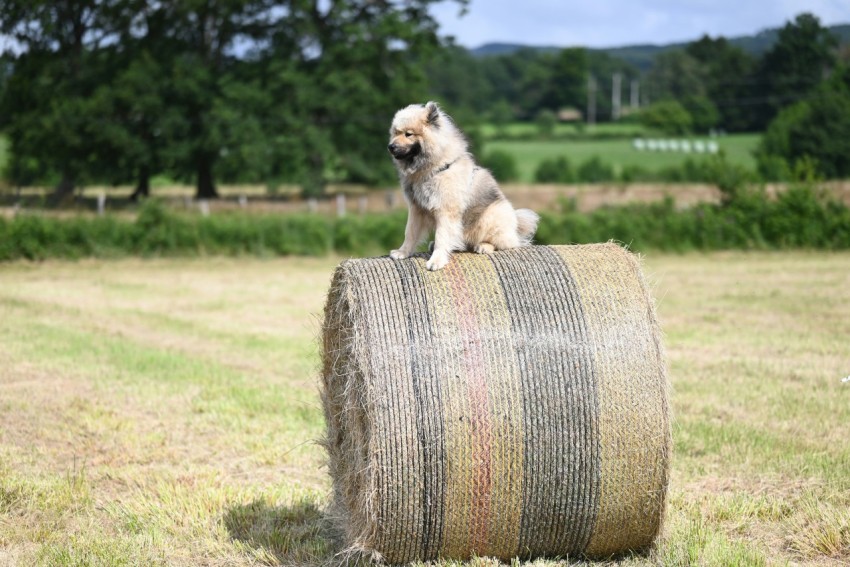 a small dog sitting on a bale of hay