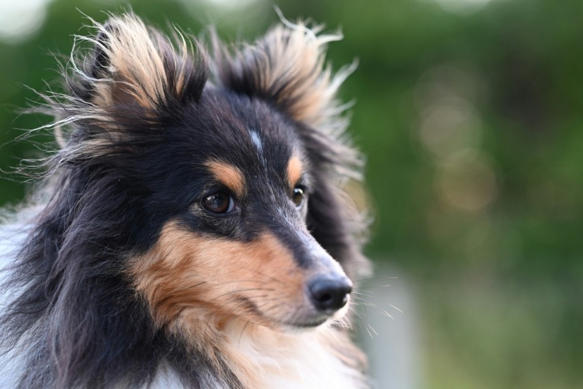 a close up of a dog with a blurry background