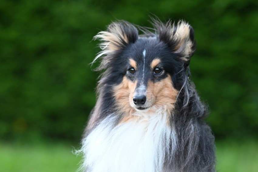 a collie dog standing in a grassy field