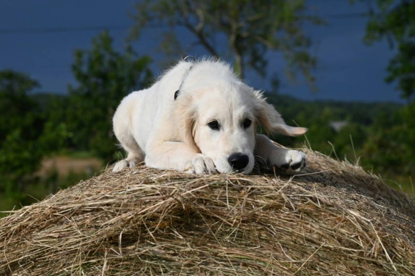 a white dog laying on top of a pile of hay