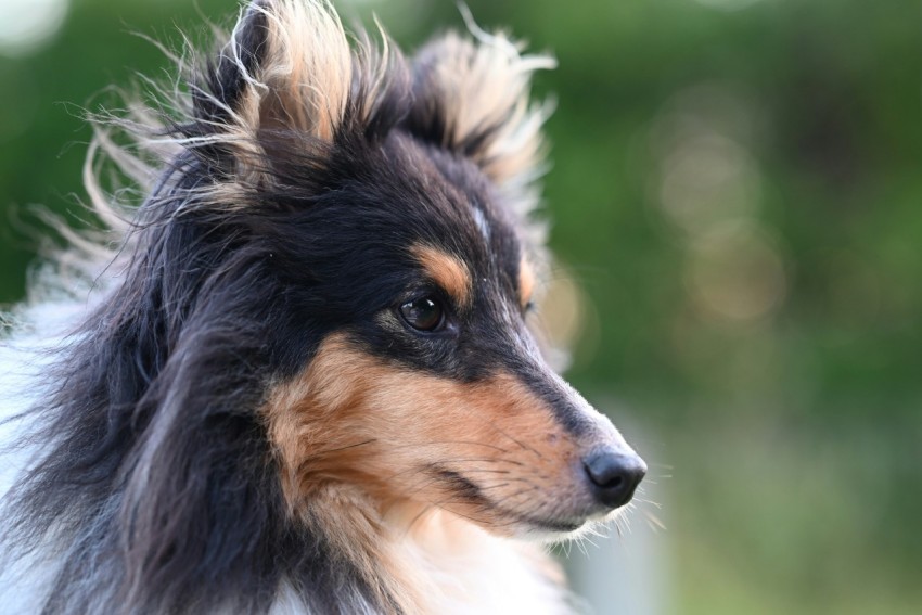 a close up of a dog with a blurry background