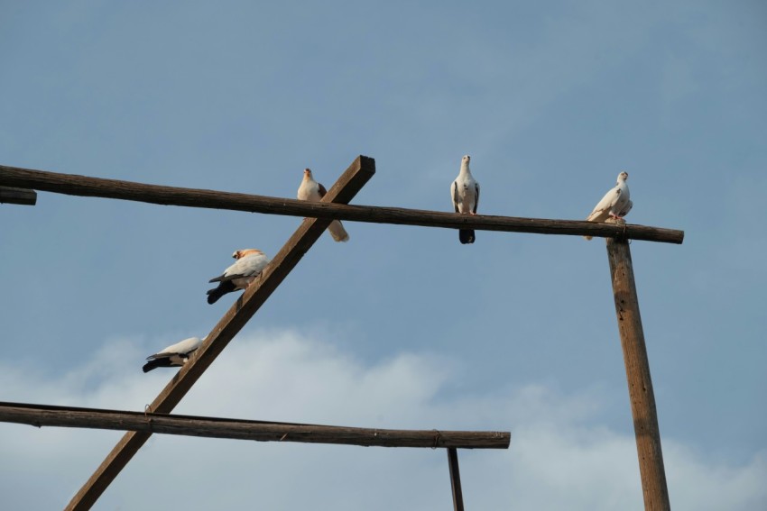 a group of birds sitting on top of a wooden pole