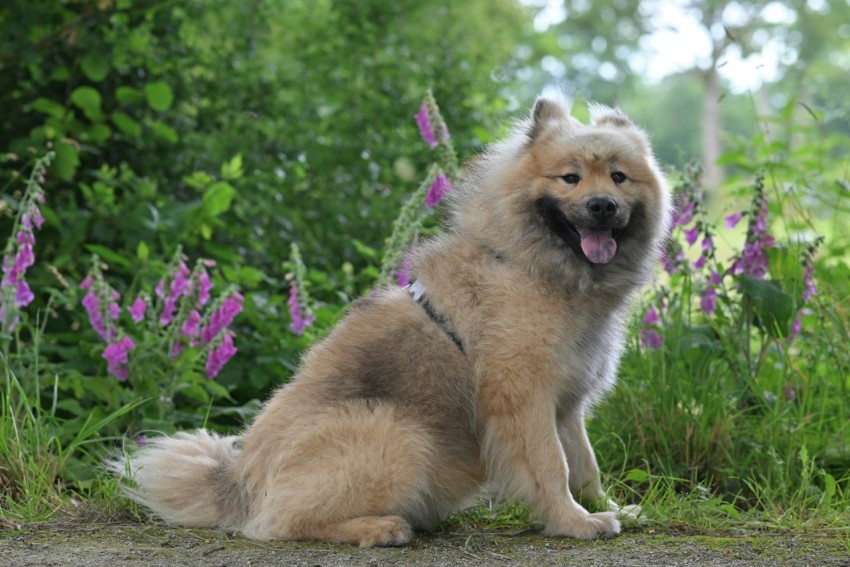 a dog sitting on the side of a road