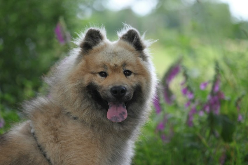 a dog that is standing in the grass