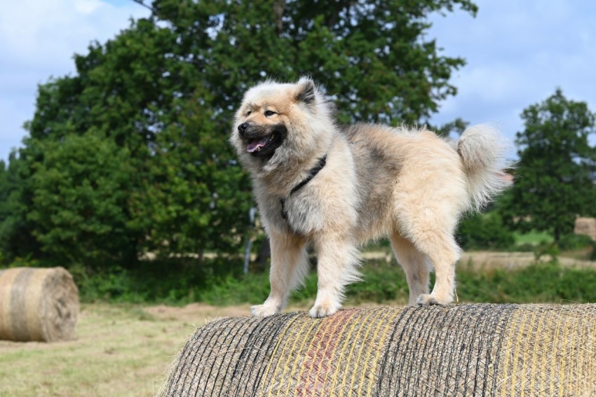 a dog standing on top of a pile of hay