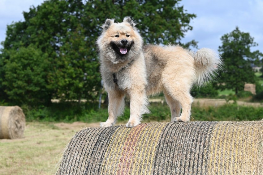 a dog standing on top of a hay bale