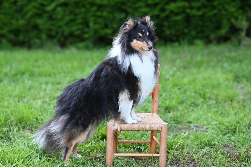 a dog sitting on top of a wooden chair EQoxq